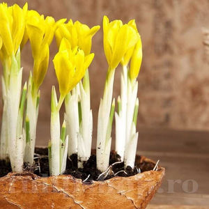 Bulbi Iris Danforda (Stânjenel); PRET: 1,50 ron/buc.-------- 
Disponibil in perioada 15 septembrie - 15 noiembrie. 
Pentru mai multe informatii vizitati Tulipshop.ro
