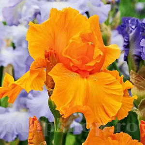 Bulbi Iris Orange Harvest (Stânjenel); PRET: 10 ron/buc.-------- 
Disponibil in perioada 15 septembrie - 15 noiembrie. 
Pentru mai multe informatii vizitati Tulipshop.ro
