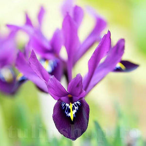 Bulbi Iris Pauline (Stânjenel); PRET: 1,50 ron/buc.-------- 
Disponibil in perioada 15 septembrie - 15 noiembrie. 
Pentru mai multe informatii vizitati Tulipshop.ro
