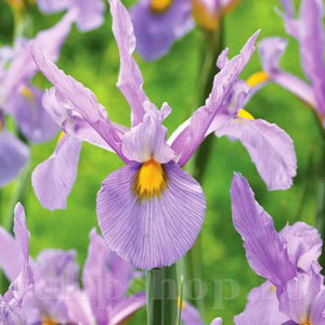 Bulbi Iris Pink Panther (Stânjenel); PRET: 1,50 ron/buc.-------- 
Disponibil in perioada 15 septembrie - 15 noiembrie. 
Pentru mai multe informatii vizitati Tulipshop.ro
