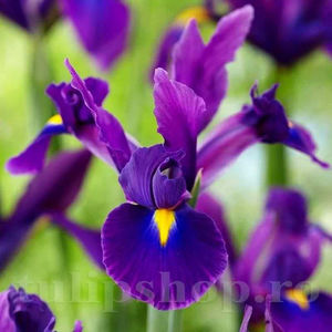 Bulbi Iris Purple Sensation (Stânjenel); PRET: 1,50 ron/buc.-------- 
Disponibil in perioada 15 septembrie - 15 noiembrie. 
Pentru mai multe informatii vizitati Tulipshop.ro
