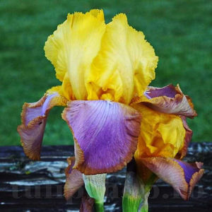 Bulbi Iris Sunset Sky (Stânjenel); PRET: 12 ron/buc.-------- 
Disponibil in perioada 15 septembrie - 15 noiembrie. 
Pentru mai multe informatii vizitati Tulipshop.ro
