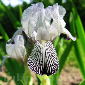 Bulbi Iris Variegata Reginae (Stânjenel); PRET: 12 ron/buc.-------- 
Disponibil in perioada 15 septembrie - 15 noiembrie. 
Pentru mai multe informatii vizitati Tulipshop.ro

