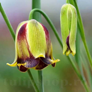 Bulbi Lalea Imperială Acmopetala (Fritillaria); PRET: 4 ron/buc.-------- 
Disponibil in perioada 15 septembrie - 15 noiembrie. 
Pentru mai multe informatii vizitati Tulipshop.ro
