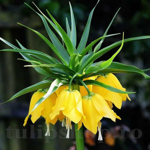 Bulbi Lalea Imperială Lutea (Fritillaria); PRET: 29 ron/buc.-------- 
Disponibil in perioada 15 septembrie - 15 noiembrie. 
Pentru mai multe informatii vizitati Tulipshop.ro
