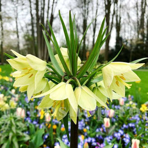 Bulbi Lalea Imperială Raddeana (Fritillaria); PRET: 34 ron/buc.-------- 
Disponibil in perioada 15 septembrie - 15 noiembrie. 
Pentru mai multe informatii vizitati Tulipshop.ro
