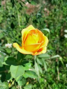 IMG20220723104453