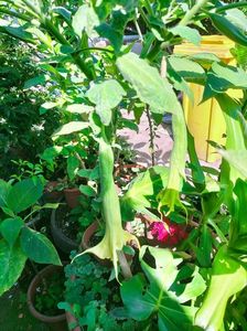 IMG20220723095714