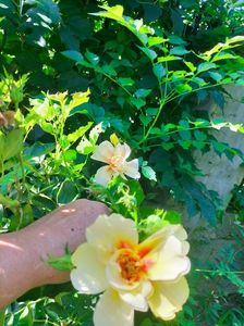 IMG20220723095349