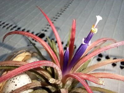 Tillandsia Ionantha