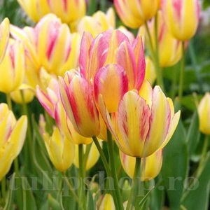 Bulbi Lalele Antoinette (Tulip); PRET: 2,50 ron/buc.-------- 
Disponibil in perioada 15 septembrie - 15 noiembrie. 
Pentru mai multe informatii vizitati Tulipshop.ro
