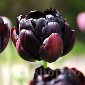 Bulbi Lalele Black Hero (Tulip); PRET: 3 ron/buc.-------- 
Disponibil in perioada 15 septembrie - 15 noiembrie. 
Pentru mai multe informatii vizitati Tulipshop.ro
