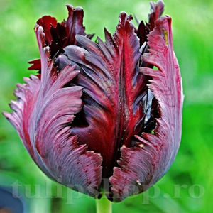 Bulbi Lalele Black Parrot (Tulip); PRET: 2 ron/buc.-------- 
Disponibil in perioada 15 septembrie - 15 noiembrie. 
Pentru mai multe informatii vizitati Tulipshop.ro
