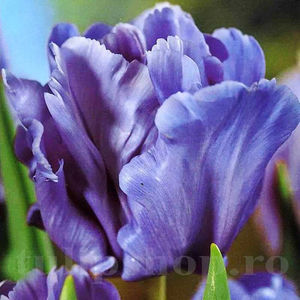 Bulbi Lalele Blue Parrot (Tulip); PRET: 2,50 ron/buc.-------- 
Disponibil in perioada 15 septembrie - 15 noiembrie. 
Pentru mai multe informatii vizitati Tulipshop.ro
