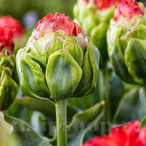Bulbi Lalele Bull's Eye (Tulip); PRET: 4 ron/buc.-------- 
Disponibil in perioada 15 septembrie - 15 noiembrie. 
Pentru mai multe informatii vizitati Tulipshop.ro
