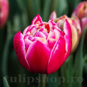 Bulbi Lalele Columbus (Tulip); PRET: 3 ron/buc.-------- 
Disponibil in perioada 15 septembrie - 15 noiembrie. 
Pentru mai multe informatii vizitati Tulipshop.ro
