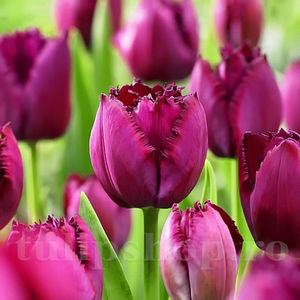 Bulbi Lalele Curly Sue (Tulip); PRET: 2 ron/buc.-------- 
Disponibil in perioada 15 septembrie - 15 noiembrie. 
Pentru mai multe informatii vizitati Tulipshop.ro
