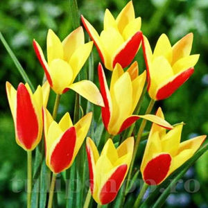 Bulbi Lalele Cynthia (Tulip); PRET: 1,50 ron/buc.-------- 
Disponibil in perioada 15 septembrie - 15 noiembrie. 
Pentru mai multe informatii vizitati Tulipshop.ro
