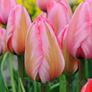 Bulbi Lalele Design Impression (Tulip); PRET: 2 ron/buc.-------- 
Disponibil in perioada 15 septembrie - 15 noiembrie. 
Pentru mai multe informatii vizitati Tulipshop.ro
