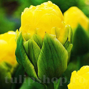 Bulbi Lalele Double Beauty of Apeldoorn (Tulip); PRET: 2 ron/buc.-------- 
Disponibil in perioada 15 septembrie - 15 noiembrie. 
Pentru mai multe informatii vizitati Tulipshop.ro
