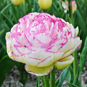 Bulbi Lalele Double Touch (Tulip); PRET: 3 ron/buc.-------- 
Disponibil in perioada 15 septembrie - 15 noiembrie. 
Pentru mai multe informatii vizitati Tulipshop.ro
