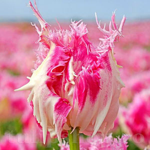 Bulbi Lalele Drakensteyn (Tulip); PRET: 3 ron/buc.-------- 
Disponibil in perioada 15 septembrie - 15 noiembrie. 
Pentru mai multe informatii vizitati Tulipshop.ro
