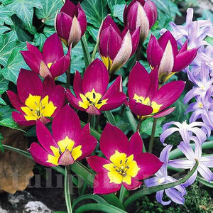 Bulbi Lalele Eastern Star (Tulip); PRET: 1,50 ron/buc.-------- 
Disponibil in perioada 15 septembrie - 15 noiembrie. 
Pentru mai multe informatii vizitati Tulipshop.ro
