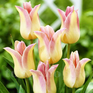 Bulbi Lalele Elegant Lady (Tulip); PRET: 2 ron/buc.-------- 
Disponibil in perioada 15 septembrie - 15 noiembrie. 
Pentru mai multe informatii vizitati Tulipshop.ro
