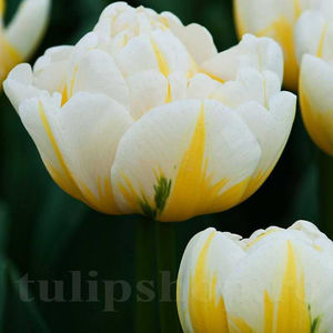 Bulbi Lalele Flaming Evita (Tulip); PRET: 3 ron/buc.-------- 
Disponibil in perioada 15 septembrie - 15 noiembrie. 
Pentru mai multe informatii vizitati Tulipshop.ro
