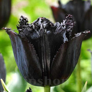 Bulbi Lalele Fringed Black (Tulip); PRET: 3 ron/buc.-------- 
Disponibil in perioada 15 septembrie - 15 noiembrie. 
Pentru mai multe informatii vizitati Tulipshop.ro
