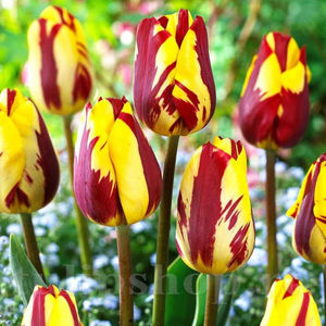 Bulbi Lalele Helmar (Tulip); PRET: 2,50 ron/buc.-------- 
Disponibil in perioada 15 septembrie - 15 noiembrie. 
Pentru mai multe informatii vizitati Tulipshop.ro

