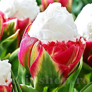 Bulbi Lalele Ice Cream (Tulip); PRET: 4,50 ron/buc.-------- 
Disponibil in perioada 15 septembrie - 15 noiembrie. 
Pentru mai multe informatii vizitati Tulipshop.ro
