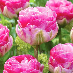 Bulbi Lalele Pinksize (Tulip); PRET: 3 ron/buc.-------- 
Disponibil in perioada 15 septembrie - 15 noiembrie. 
Pentru mai multe informatii vizitati Tulipshop.ro
