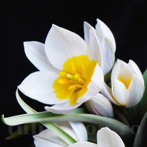 Bulbi Lalele Polychroma (Tulip); PRET: 2 ron/buc.-------- 
Disponibil in perioada 15 septembrie - 15 noiembrie. 
Pentru mai multe informatii vizitati Tulipshop.ro

