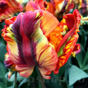 Bulbi Lalele Rasta Parrot (Tulip); PRET: 3 ron/buc.-------- 
Disponibil in perioada 15 septembrie - 15 noiembrie. 
Pentru mai multe informatii vizitati Tulipshop.ro
