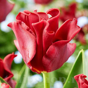 Bulbi Lalele Red Dress (Tulip); PRET: 3 ron/buc.-------- 
Disponibil in perioada 15 septembrie - 15 noiembrie. 
Pentru mai multe informatii vizitati Tulipshop.ro
