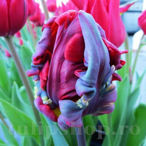 Bulbi Lalele Rococo (Tulip); PRET: 2 ron/buc.-------- 
Disponibil in perioada 15 septembrie - 15 noiembrie. 
Pentru mai multe informatii vizitati Tulipshop.ro
