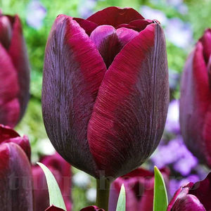 Bulbi Lalele Ronaldo (Tulip); PRET: 2,50 ron/buc.-------- 
Disponibil in perioada 15 septembrie - 15 noiembrie. 
Pentru mai multe informatii vizitati Tulipshop.ro
