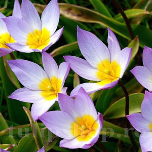 Bulbi Lalele Saxatilis (Tulip); PRET: 1,50 ron/buc.-------- 
Disponibil in perioada 15 septembrie - 15 noiembrie. 
Pentru mai multe informatii vizitati Tulipshop.ro
