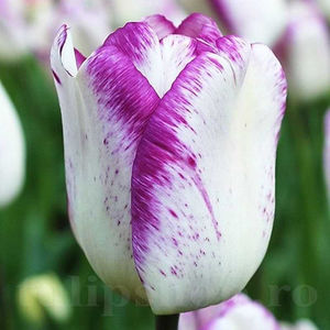 Bulbi Lalele Shirley (Tulip); PRET: 2 ron/buc.-------- 
Disponibil in perioada 15 septembrie - 15 noiembrie. 
Pentru mai multe informatii vizitati Tulipshop.ro
