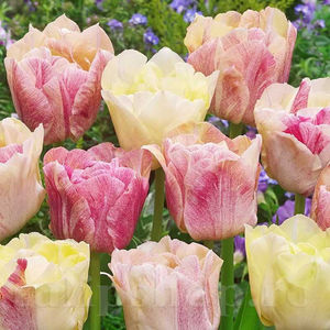 Bulbi Lalele Silk Road (Tulip); PRET: 2,50 ron/buc.-------- 
Disponibil in perioada 15 septembrie - 15 noiembrie. 
Pentru mai multe informatii vizitati Tulipshop.ro
