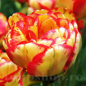 Bulbi Lalele Sundowner (Tulip); PRET: 2,50 ron/buc.-------- 
Disponibil in perioada 15 septembrie - 15 noiembrie. 
Pentru mai multe informatii vizitati Tulipshop.ro
