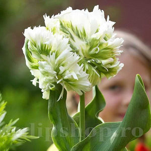 Bulbi Lalele Super Parrot (Tulip); PRET: 2,50 ron/buc.-------- 
Disponibil in perioada 15 septembrie - 15 noiembrie. 
Pentru mai multe informatii vizitati Tulipshop.ro
