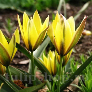 Bulbi Lalele Urumiensis (Tulip); PRET: 1,50 ron/buc.-------- 
Disponibil in perioada 15 septembrie - 15 noiembrie. 
Pentru mai multe informatii vizitati Tulipshop.ro
