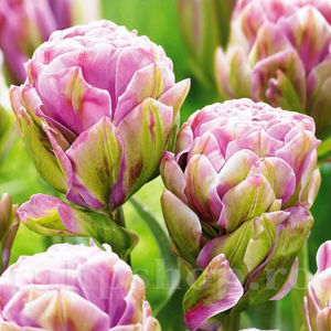 Bulbi Lalele Violet Pranaa (Tulip); PRET: 3,50 ron/buc.-------- 
Disponibil in perioada 15 septembrie - 15 noiembrie. 
Pentru mai multe informatii vizitati Tulipshop.ro
