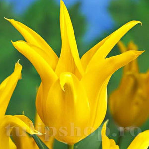 Bulbi Lalele West Point (Tulip); PRET: 2,50 ron/buc.-------- 
Disponibil in perioada 15 septembrie - 15 noiembrie. 
Pentru mai multe informatii vizitati Tulipshop.ro

