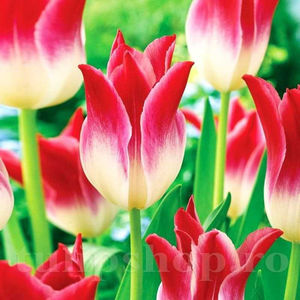 Bulbi Lalele Whispering Dream (Tulip); PRET: 2,50 ron/buc.-------- 
Disponibil in perioada 15 septembrie - 15 noiembrie. 
Pentru mai multe informatii vizitati Tulipshop.ro
