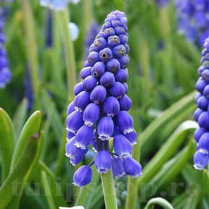 Bulbi Muscari Armeniacum; PRET: 1,00 ron/buc.-------- 
Disponibil in perioada 15 septembrie - 15 noiembrie. 
Pentru mai multe informatii vizitati Tulipshop.ro
