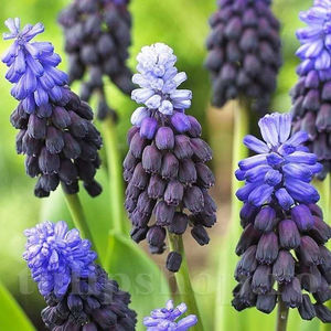 Bulbi Muscari Latifolium; PRET: 1,00 ron/buc.-------- 
Disponibil in perioada 15 septembrie - 15 noiembrie. 
Pentru mai multe informatii vizitati Tulipshop.ro
