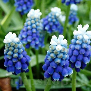 Bulbi Muscari Touch of Snow; PRET: 1,50 ron/buc.-------- 
Disponibil in perioada 15 septembrie - 15 noiembrie. 
Pentru mai multe informatii vizitati Tulipshop.ro

